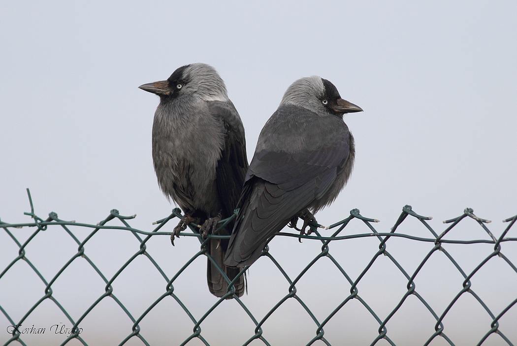Western Jackdaw