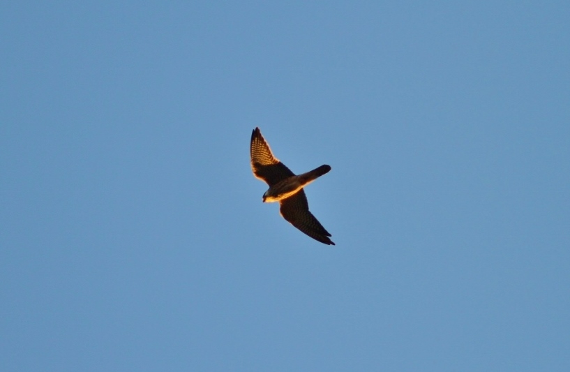 Red-footed Falcon