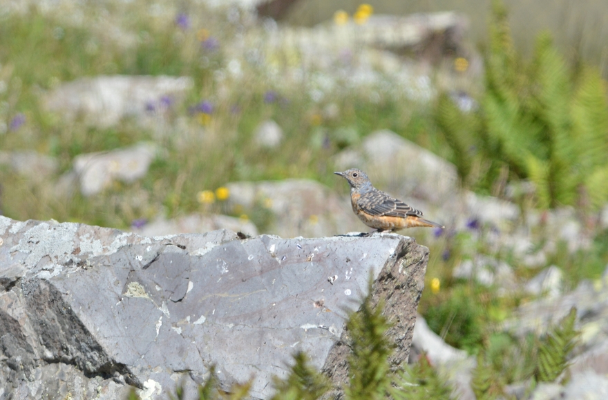 Common Rock Thrush