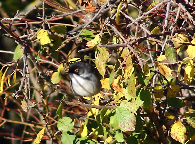 Sardinian Warbler