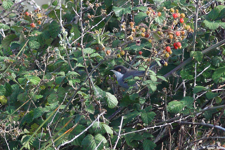 Sardinian Warbler