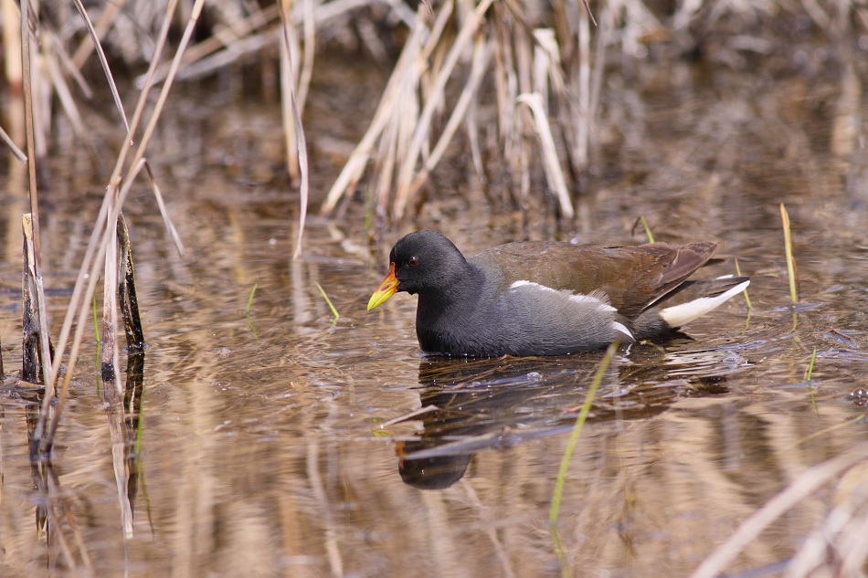 Common Moorhen