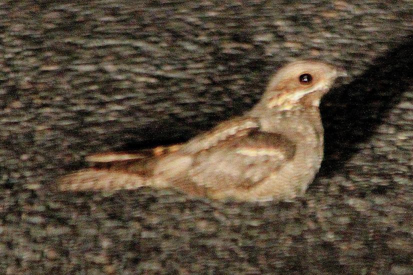 European Nightjar