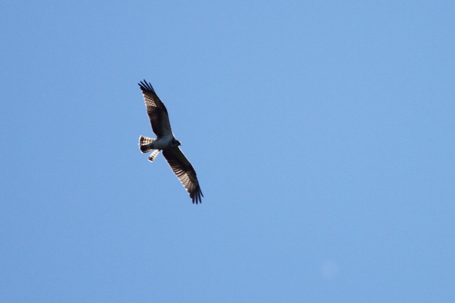 Osprey