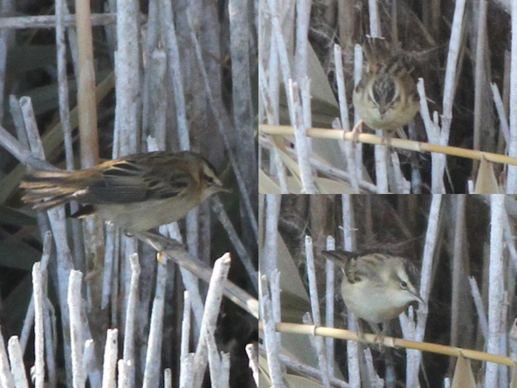 Sedge Warbler