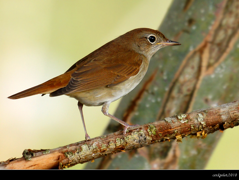 Common Nightingale