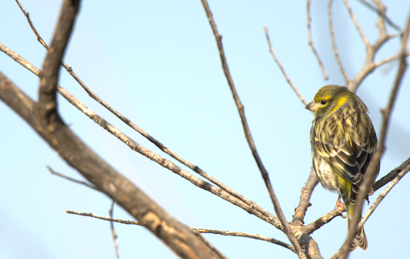 European Serin