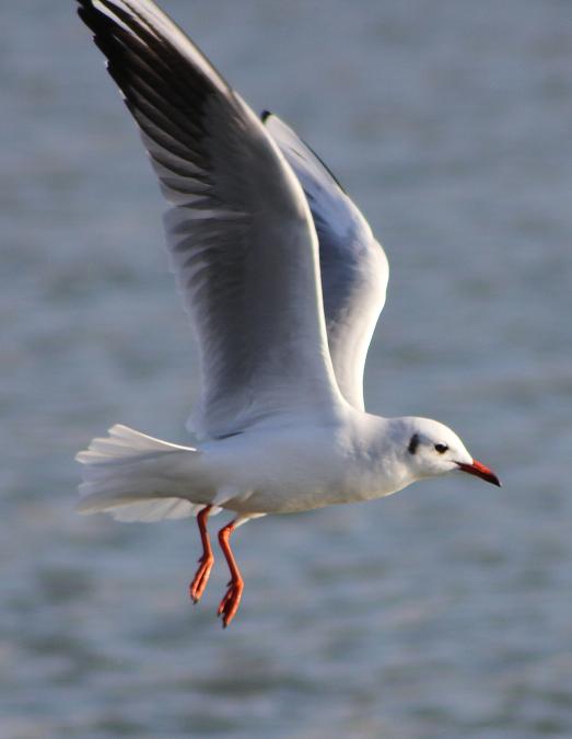 Black-headed Gull