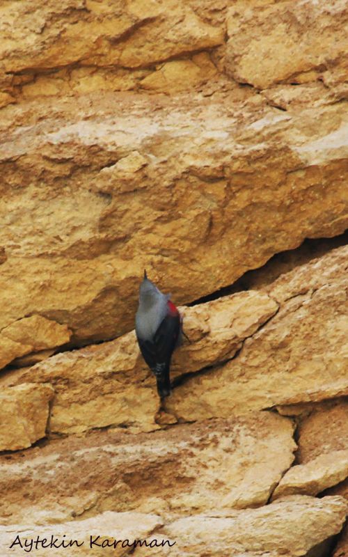Wallcreeper