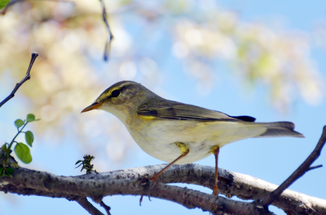 Willow Warbler