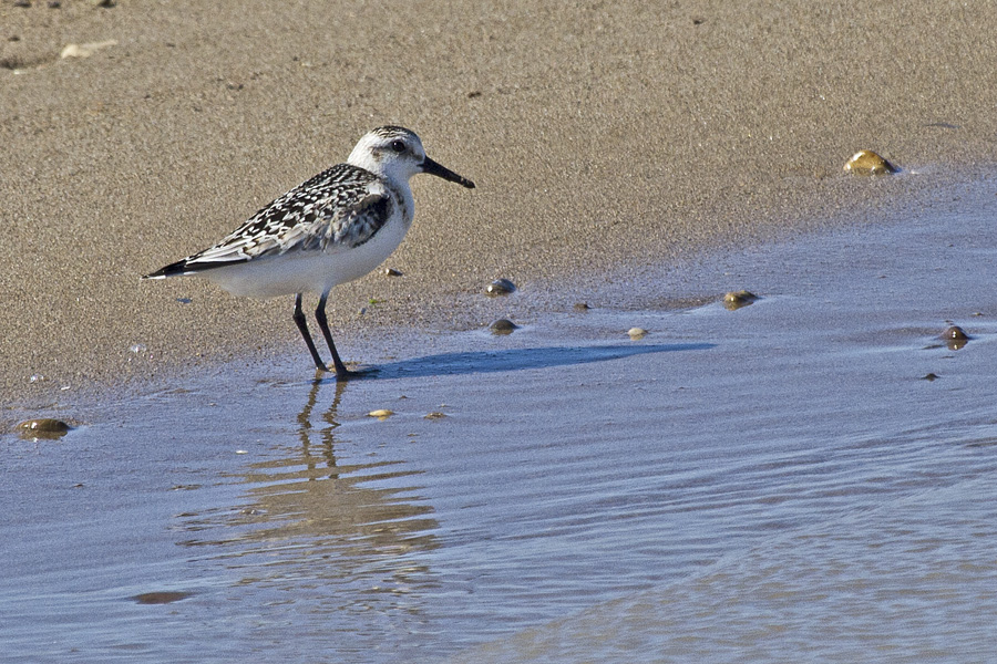 Sanderling