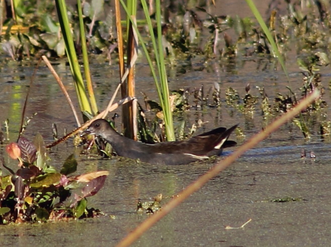 Common Moorhen