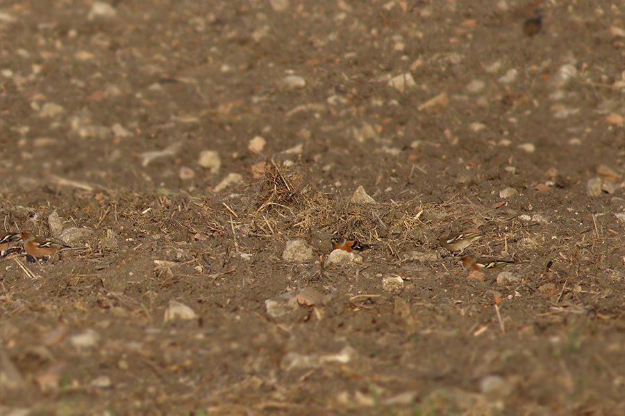 Brambling