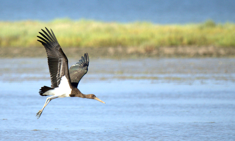 Black Stork