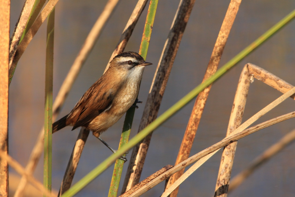 Moustached Warbler