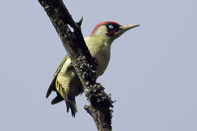 European Green Woodpecker