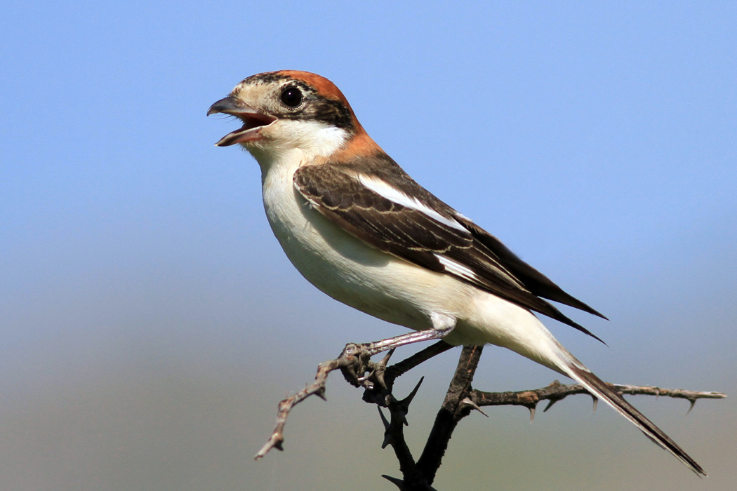 Woodchat Shrike