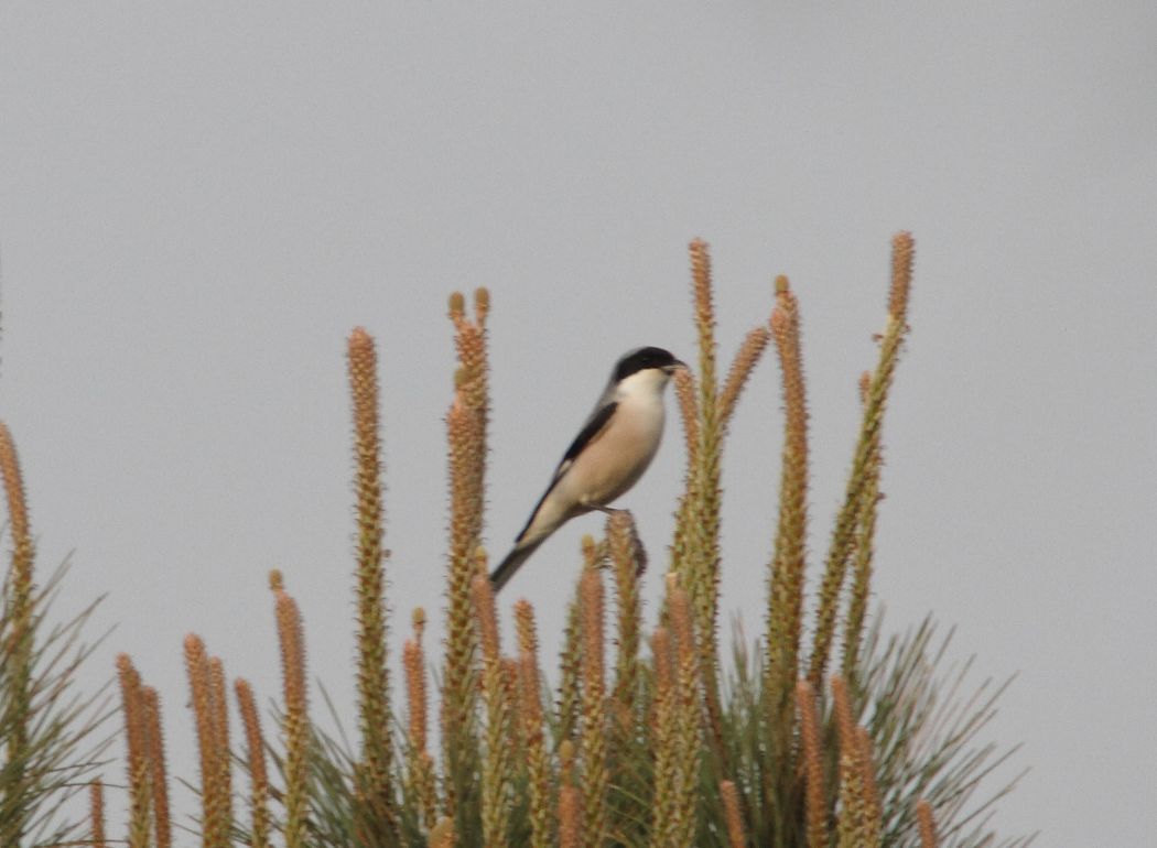 Lesser Grey Shrike