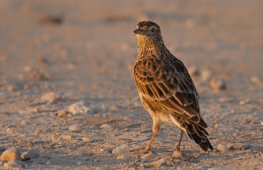 Eurasian Skylark