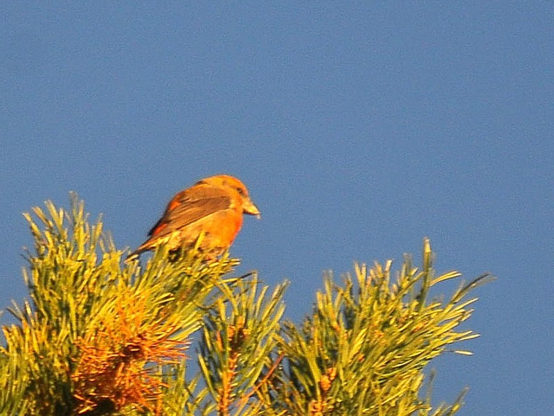 Red Crossbill