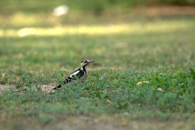 Syrian Woodpecker