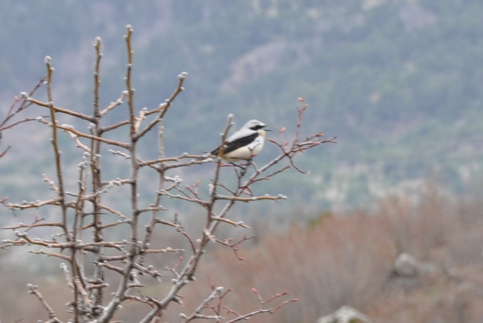 Northern Wheatear