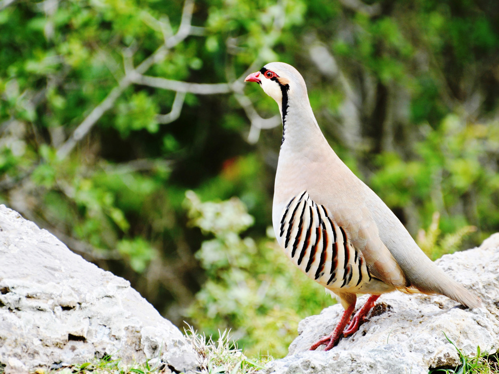 Chukar Partridge