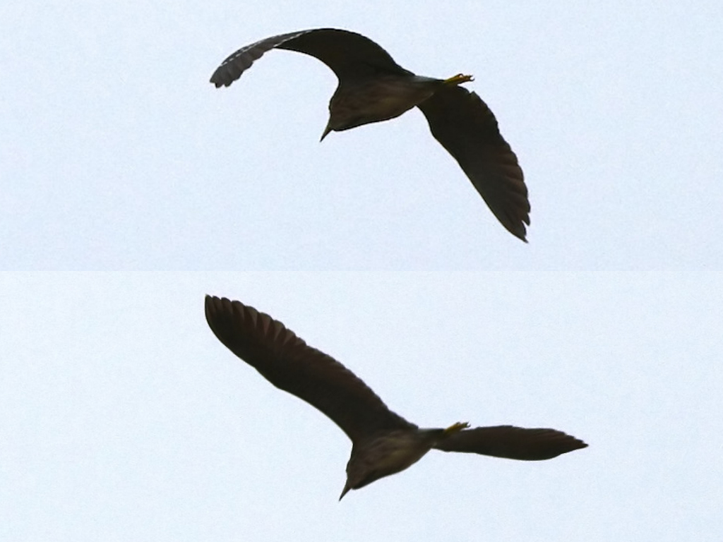 Black-crowned Night Heron