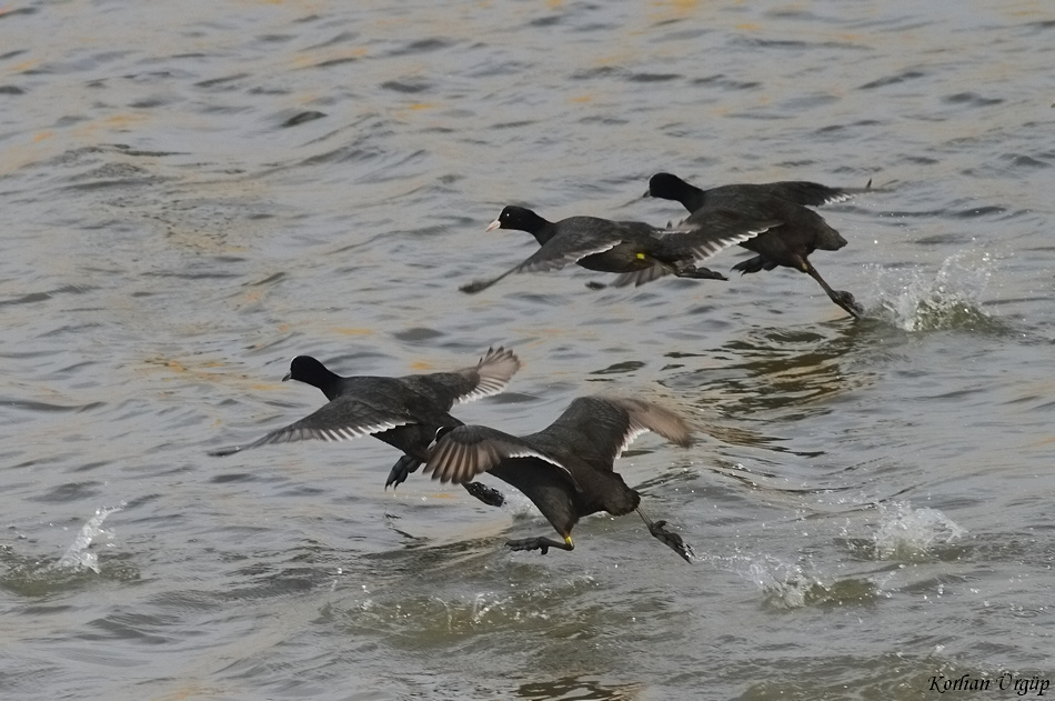 Eurasian Coot