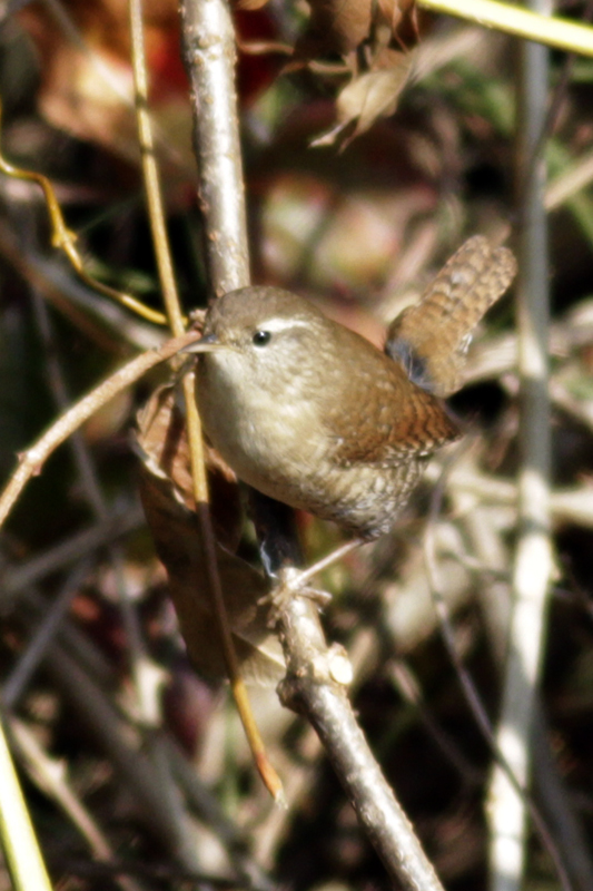 Eurasian Wren
