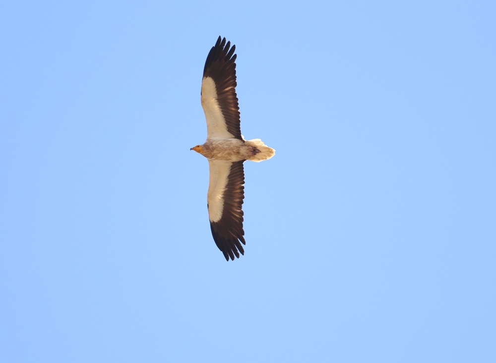 Egyptian Vulture