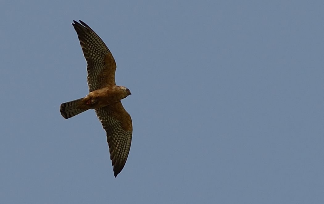 Red-footed Falcon