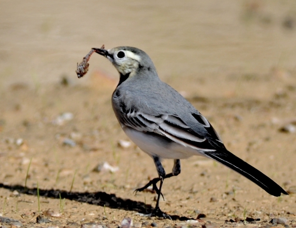 White Wagtail