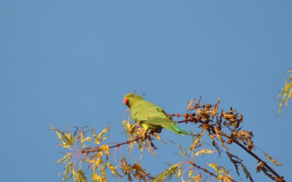 Rose-ringed Parakeet