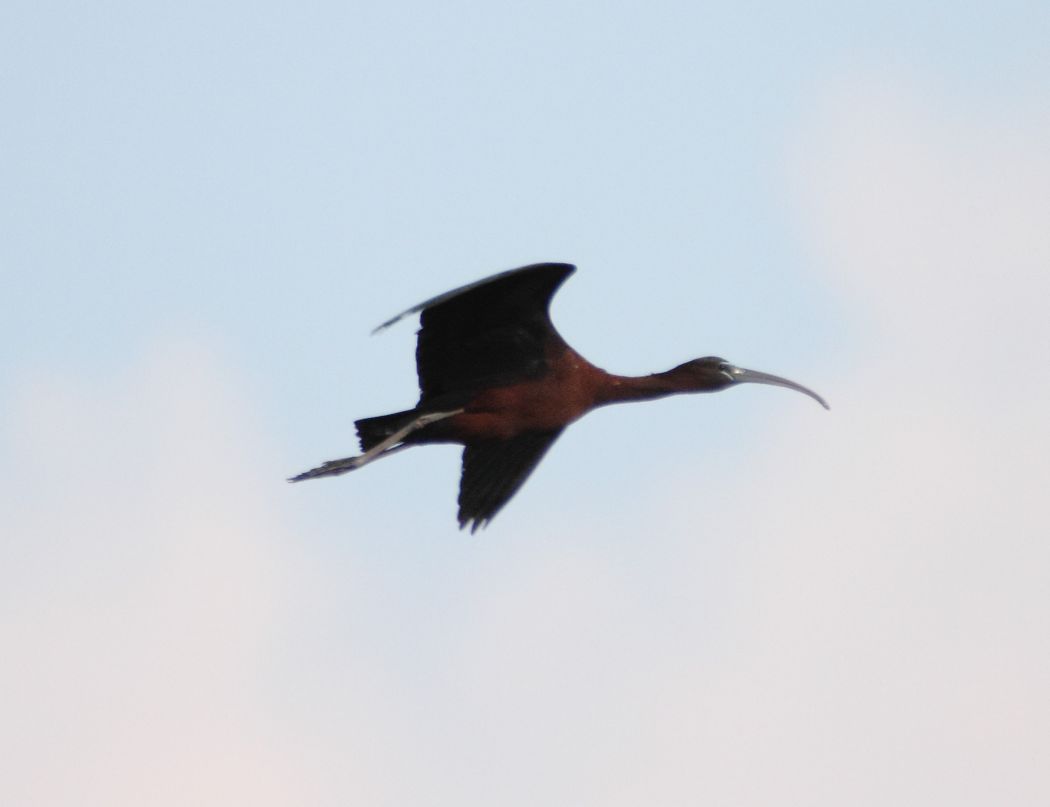 Glossy Ibis