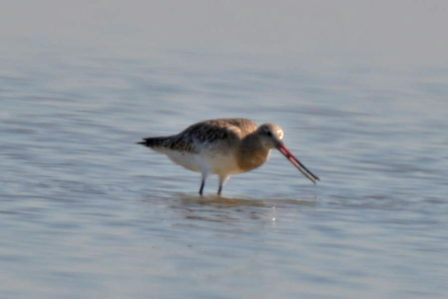 Bar-tailed Godwit