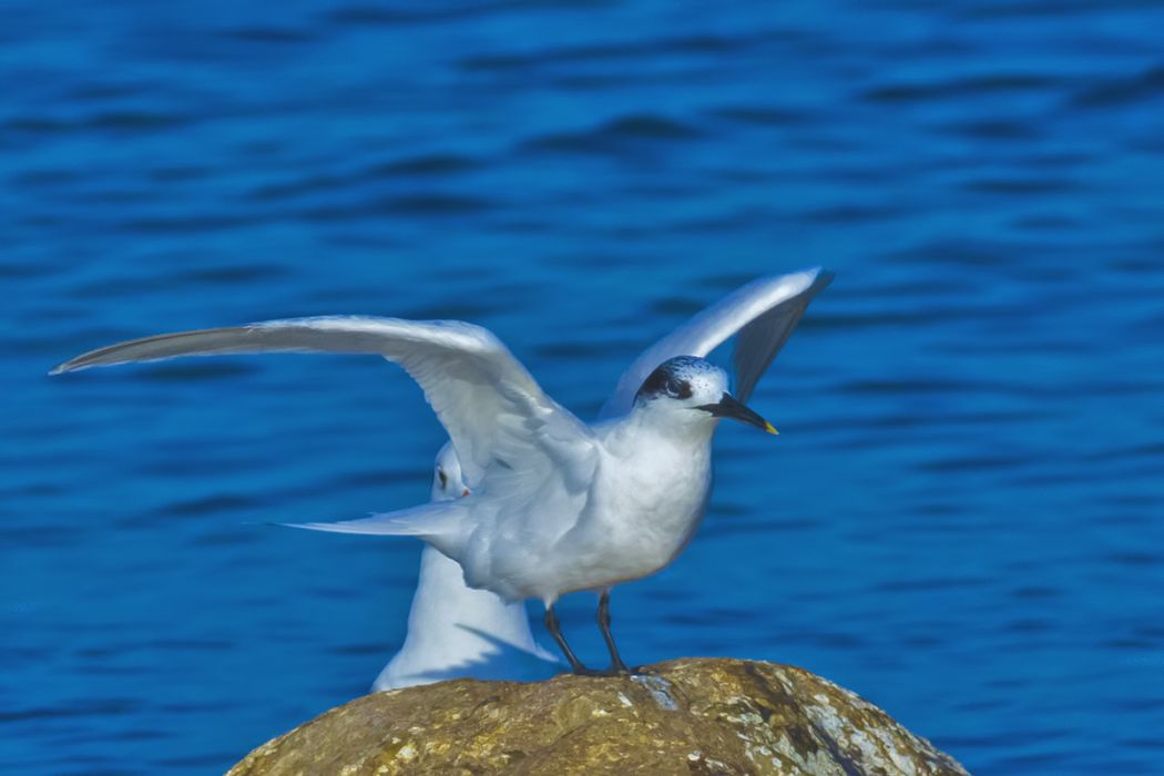 Sandwich Tern