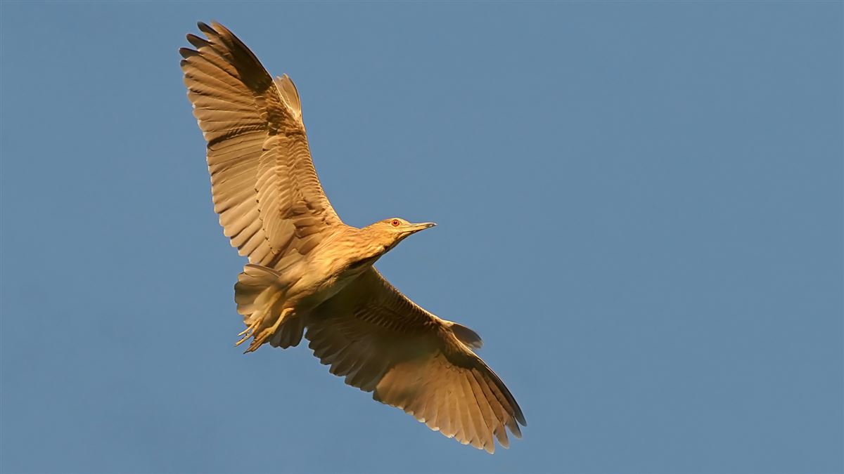 Black-crowned Night Heron