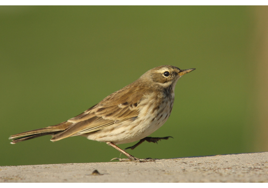 Water Pipit