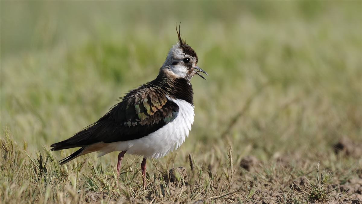 Northern Lapwing