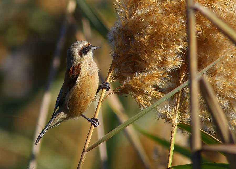 Eurasian Penduline Tit