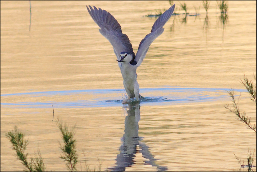 Black-crowned Night Heron