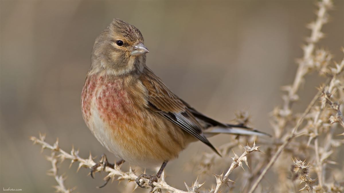 Common Linnet