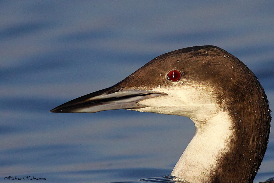 Black-throated Loon