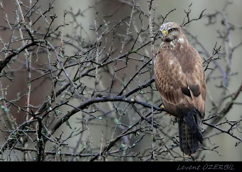Common Buzzard