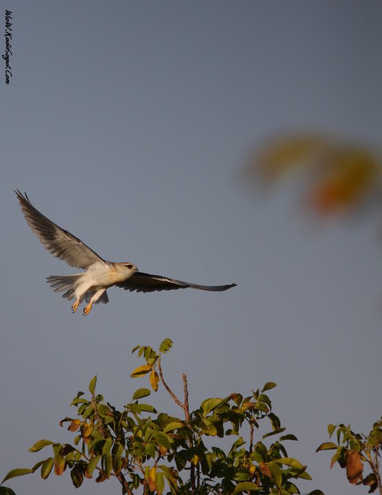 Black-winged Kite