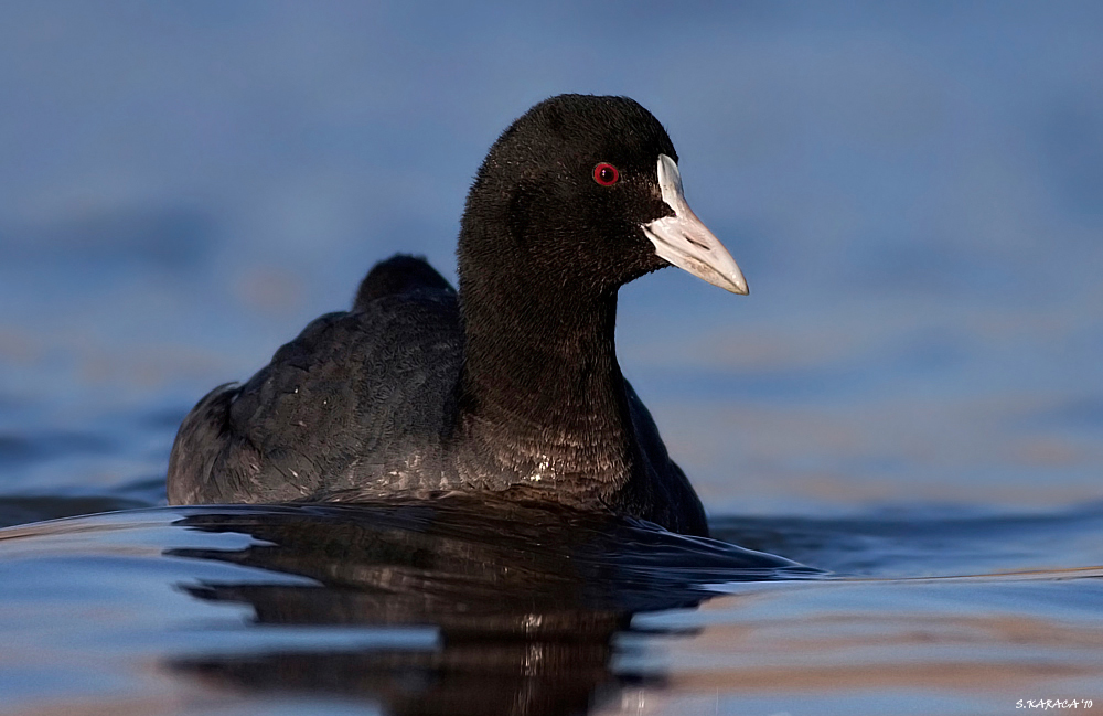 Eurasian Coot