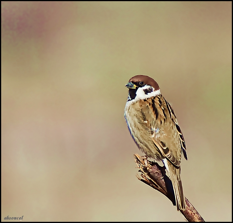 Eurasian Tree Sparrow