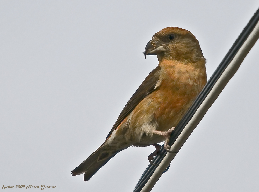 Red Crossbill
