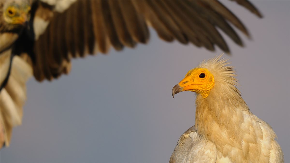 Egyptian Vulture